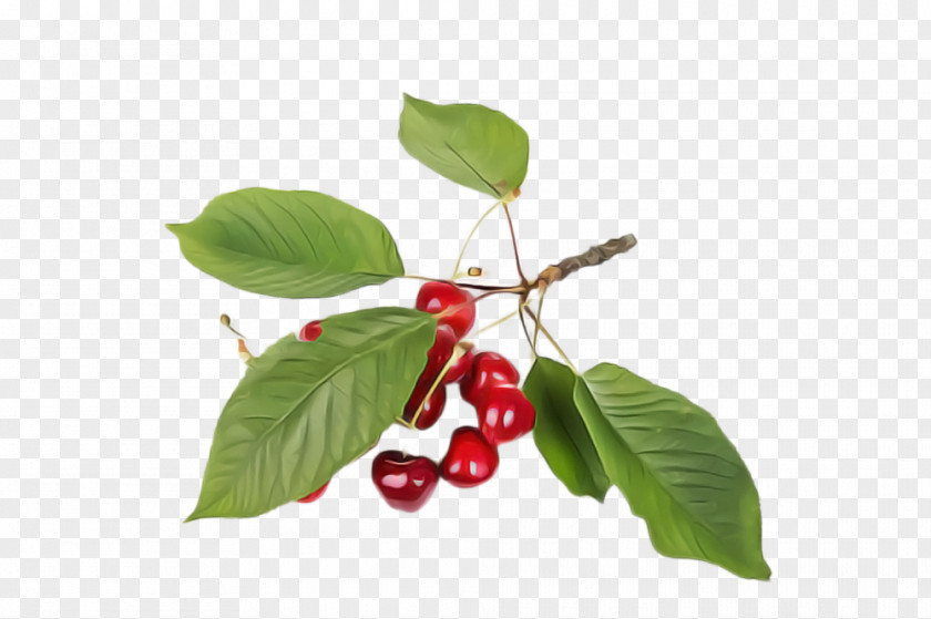 Schisandra Acerola Plant Flower Leaf Tree Woody PNG