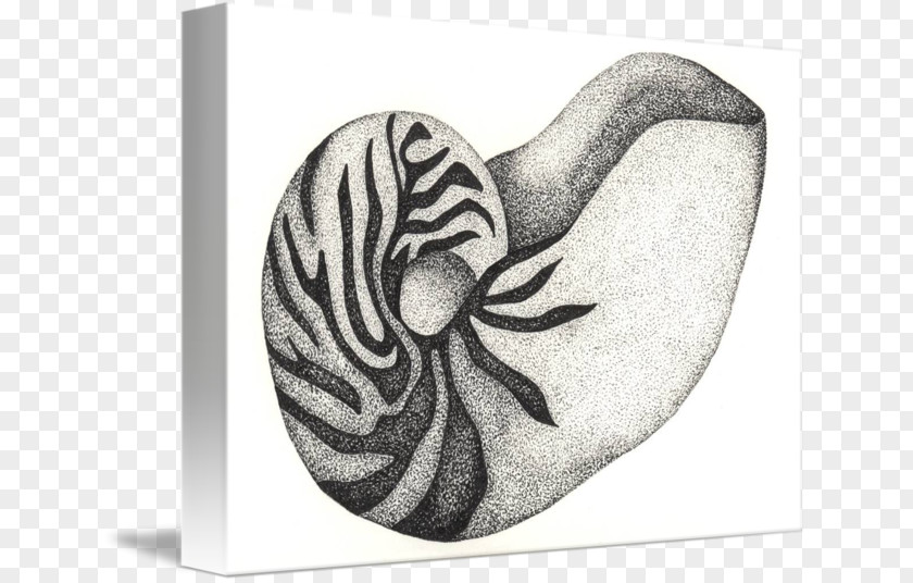 Design Marine Invertebrates Nautiluses PNG