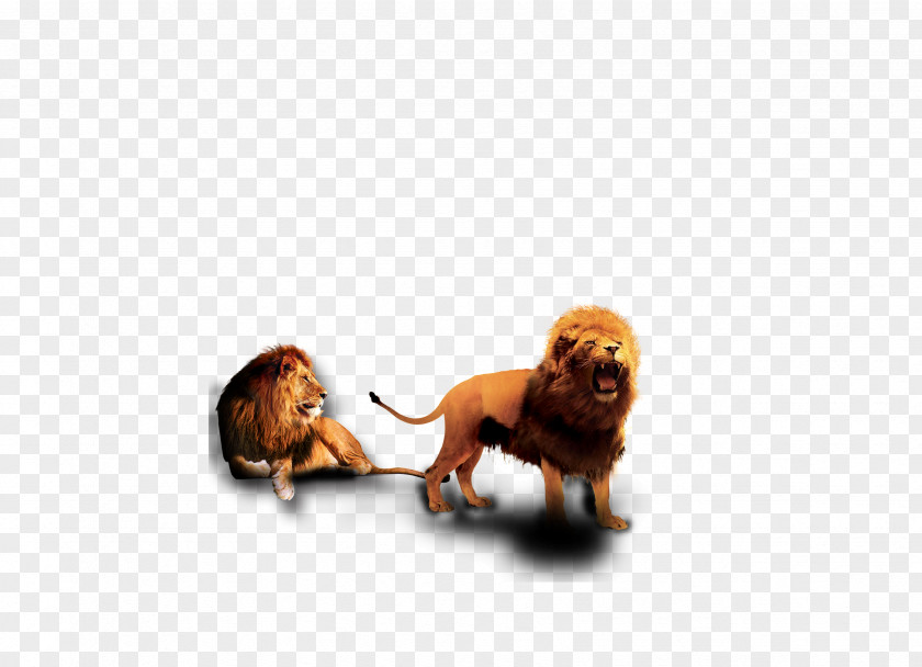 Lions Puppy Lion Dog Breed PNG