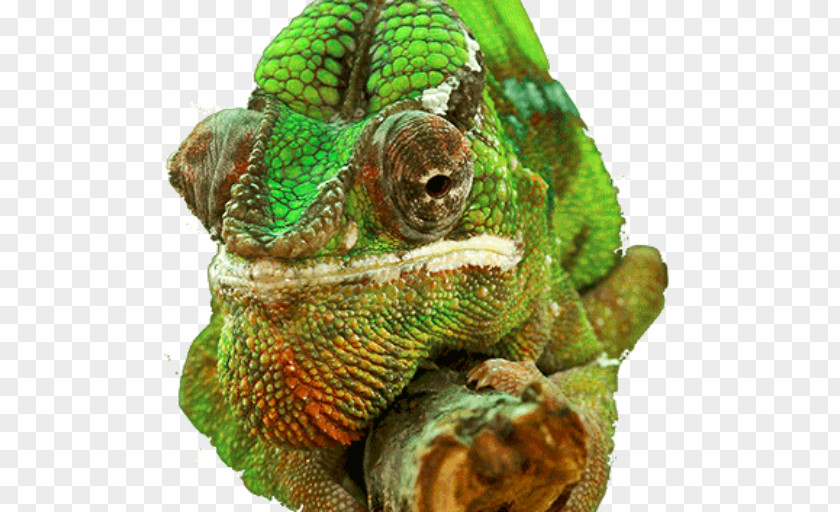 Lizard Chameleons Reptile 4K Resolution Desktop Wallpaper 5K PNG