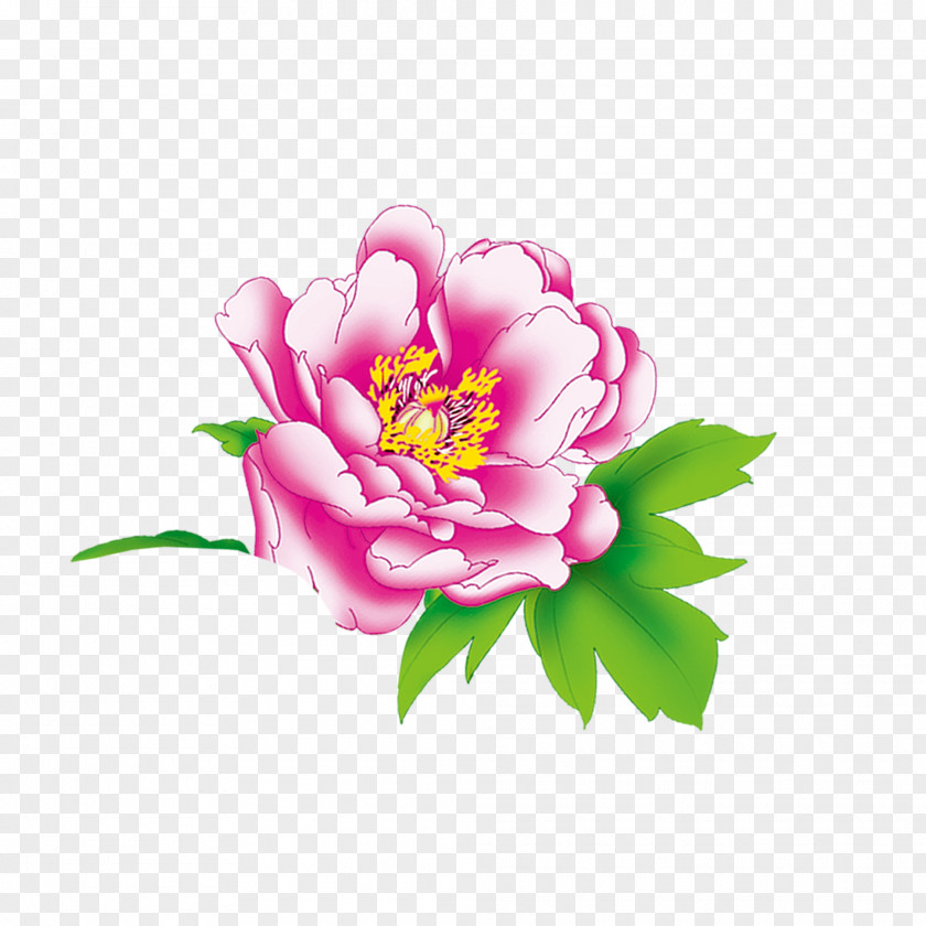 Peony Moutan Download Floral Design PNG