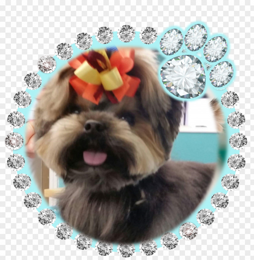 Puppy Morkie Shih Tzu Contact Lens: Fitting Guide Lenses Havanese Dog PNG