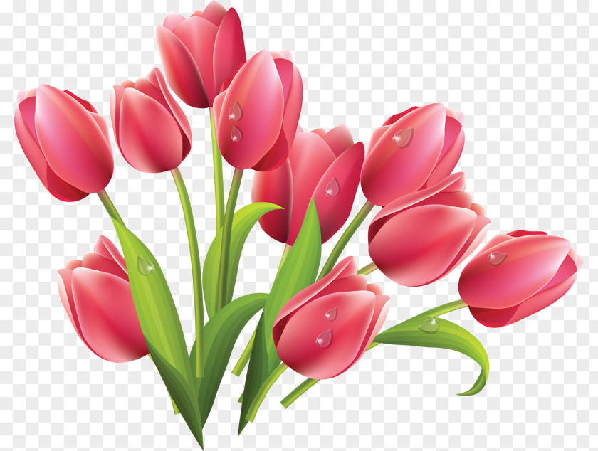 Tulip Clip Art Vector Graphics Flower Bouquet PNG