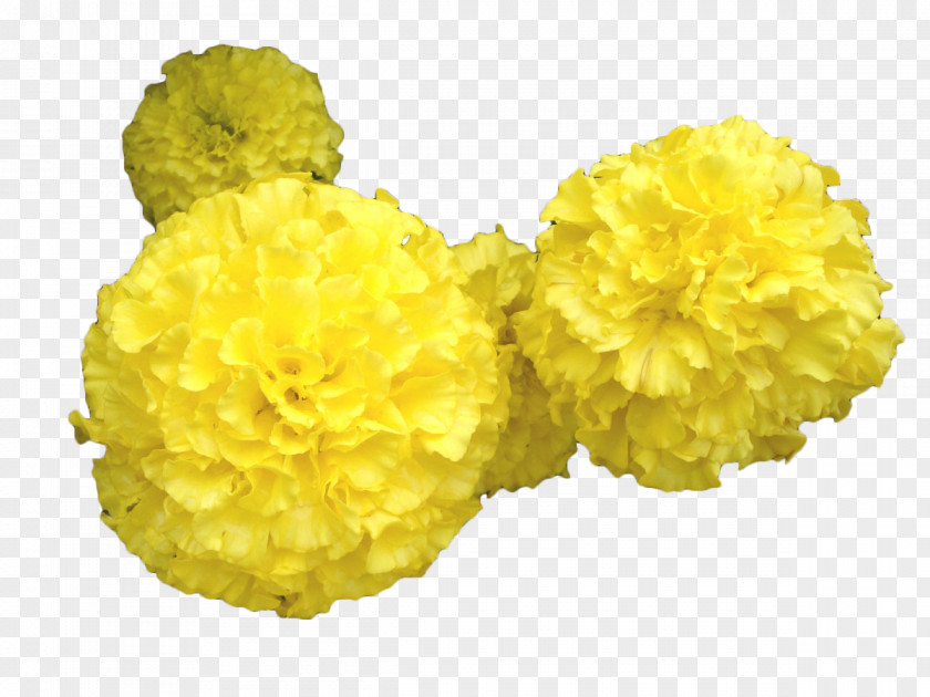 Yellow Marigold Flower Mansu Hill Grand Monument Mexican Toran PNG