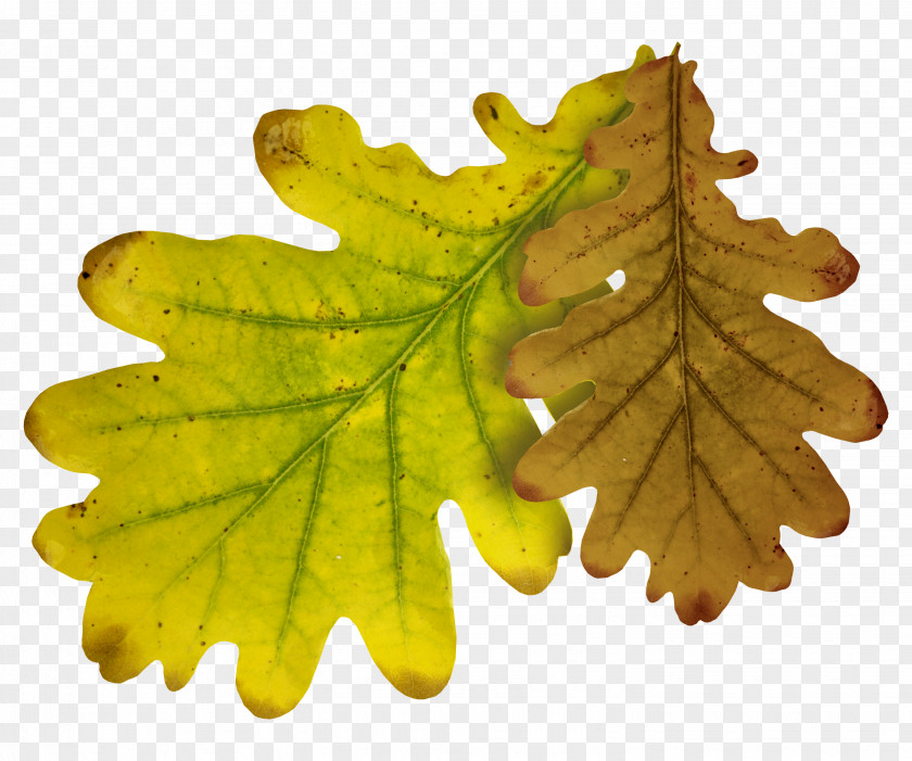 Autumn Leaves Quercus Lobata Leaf Clip Art PNG