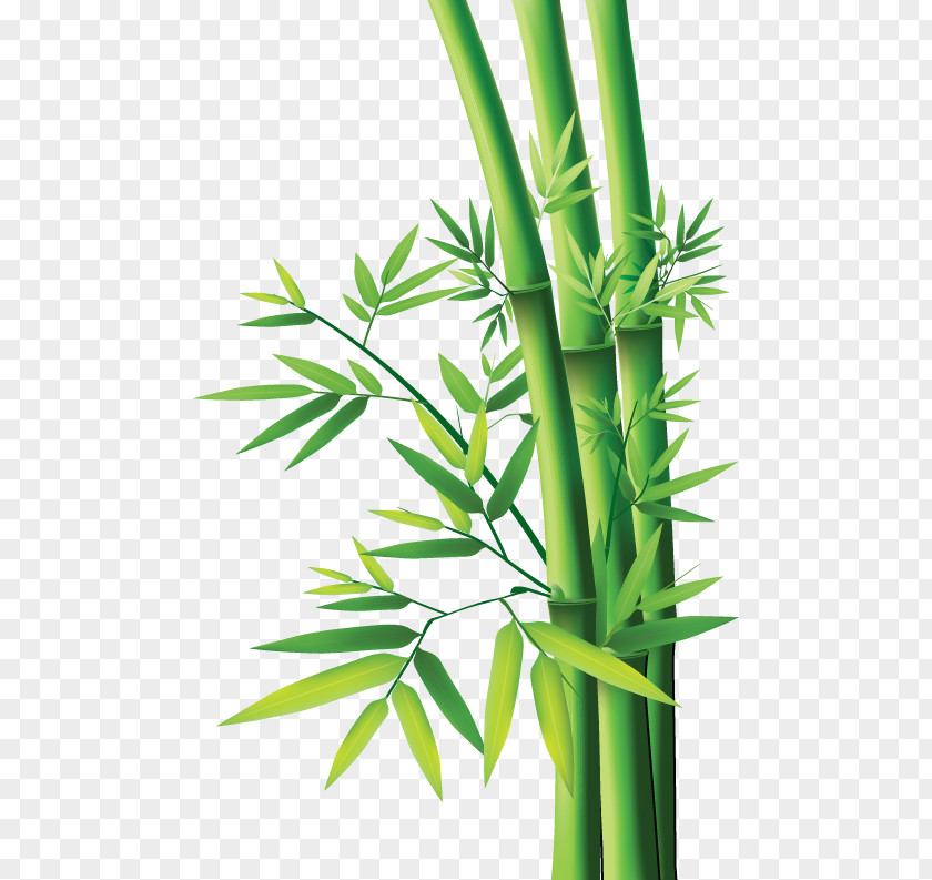 Bamboo Plant Tropical Woody Bamboos Painting Textile PNG