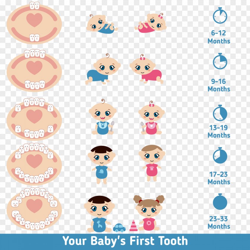 Cartoon Baby Teeth Teething Infant Deciduous Tooth Eruption PNG