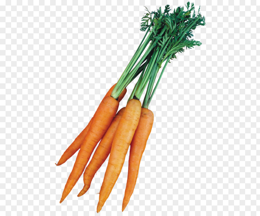 Daucus Carota Carrot Vegetable Presentation Clip Art PNG