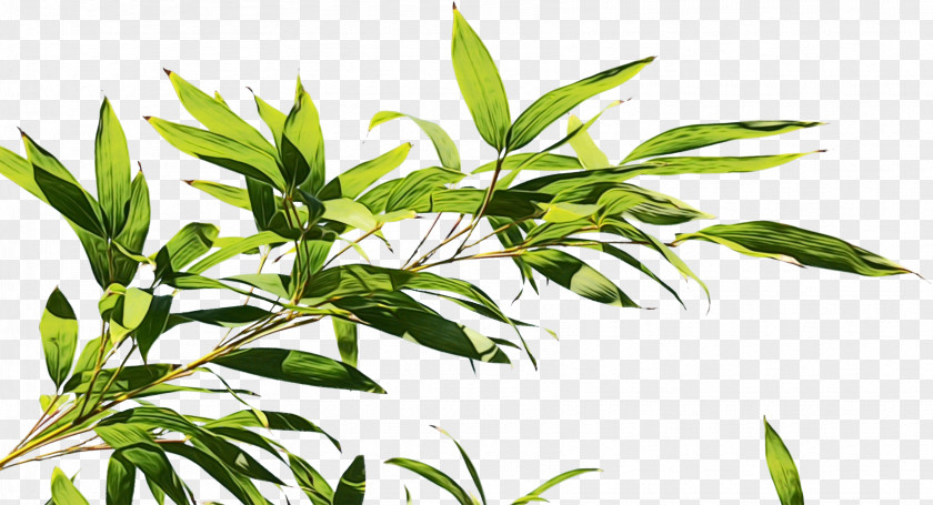 Herbaceous Plant Houseplant Hemp Leaf PNG