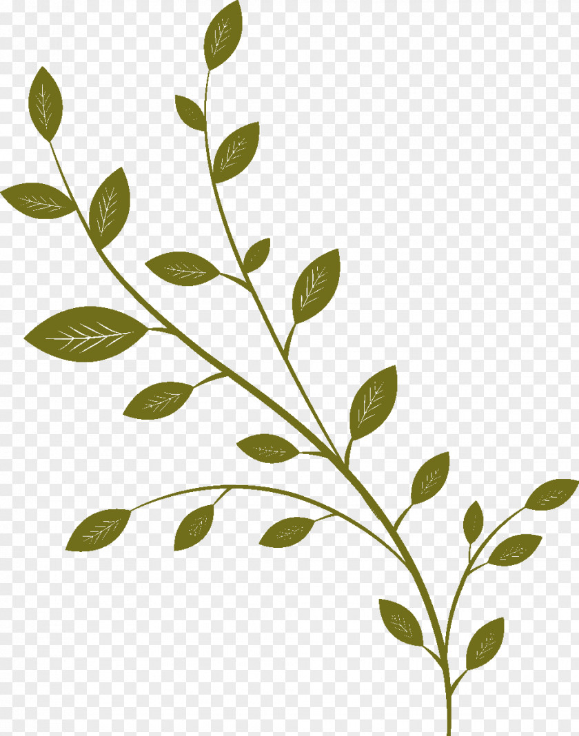 Tender Green Leaves Cartoon Twig Drawing Follaje PNG