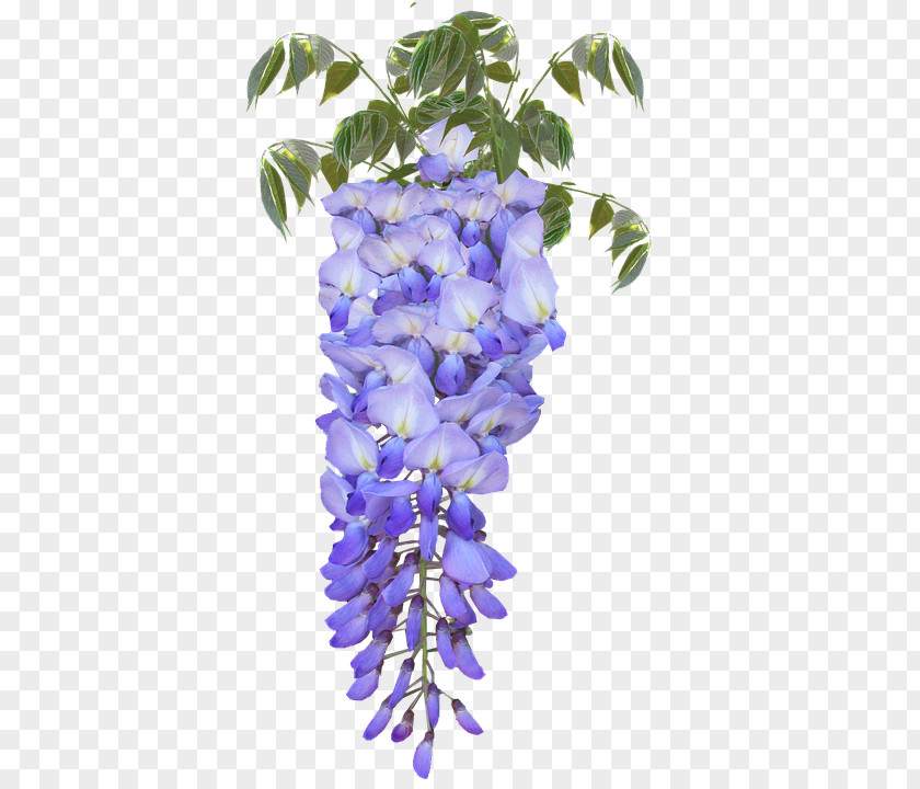 Wisteria Japanese Flower Frutescens Legumes PNG