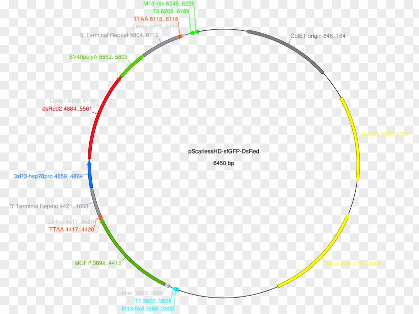 Circle Brand Organization Angle PNG