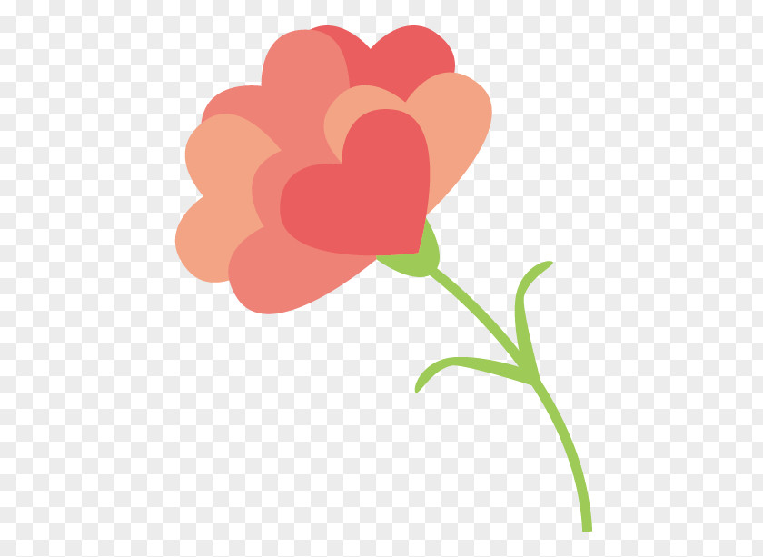 Flower Carnation Petal Gift PNG
