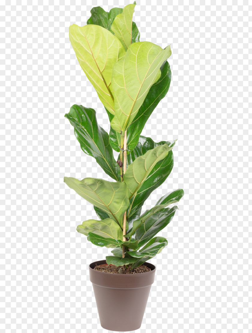Flowerbox Fiddle-leaf Fig Houseplant Flowerpot Chamaedorea Elegans Common PNG