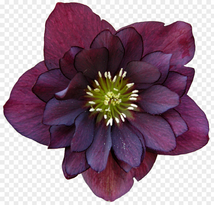 Purple Helleborus Niger Orientalis Perennial Plant Flower Garden PNG