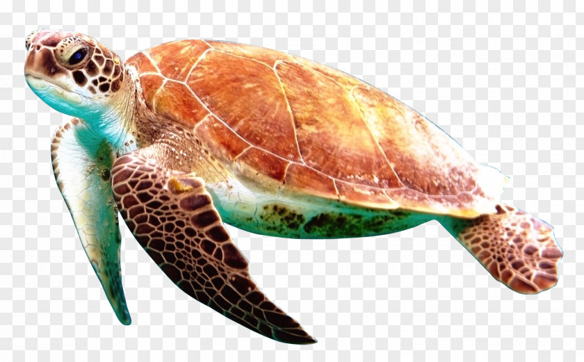 Sea Turtle Box Reptile PNG