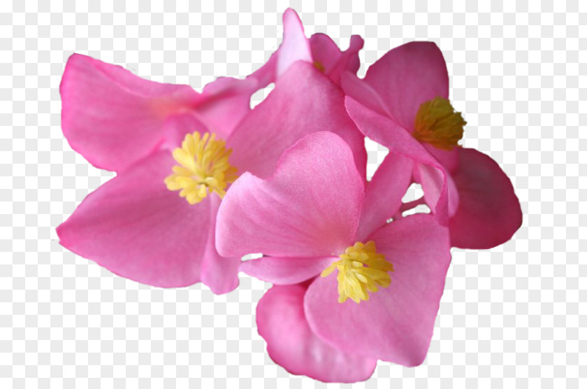 Begonia Moth Orchids Annual Plant Herbaceous Pink M PNG