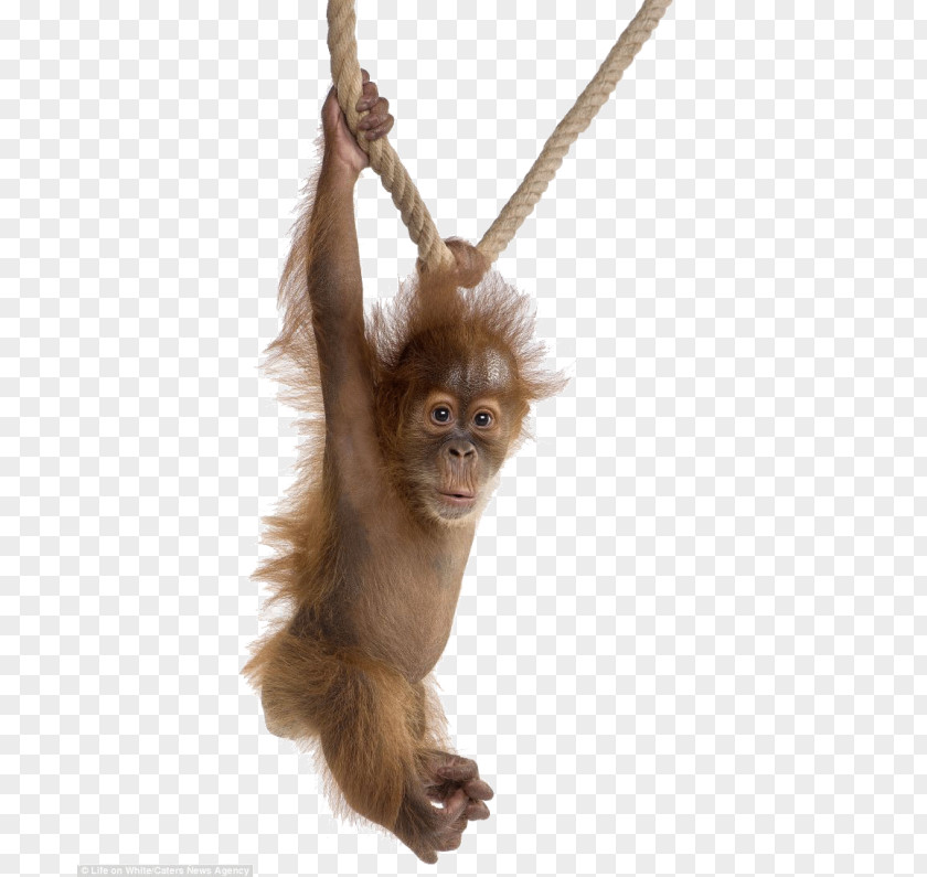Gorilla Orangutan Baby Orangutans Sumatran Chimpanzee PNG