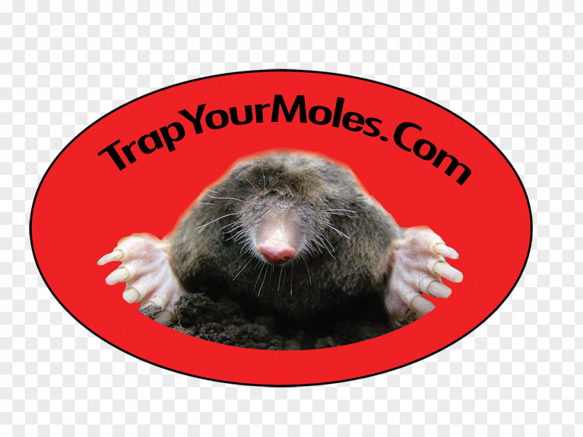 Back To The Trap House Wheeldon Co LLC Moleskin Textile Pest PNG