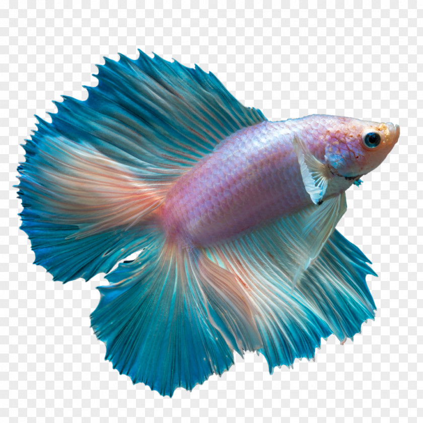 Betta Butterfly Tail Siamese Fighting Fish Koi Peaceful PNG