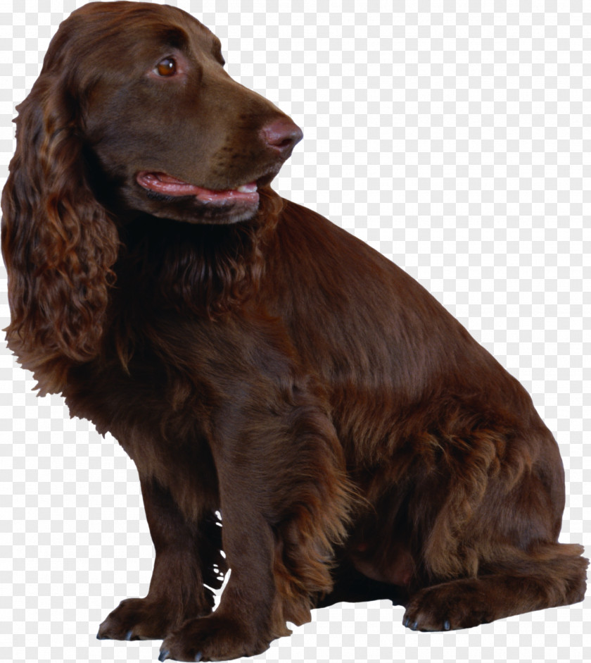 Brown Dog Field Spaniel Boykin English Cocker American Water Sussex PNG