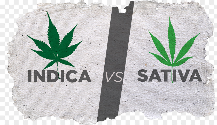 Hemp Vs Marijuana Cannabis Sativa Kush White Widow Medical PNG