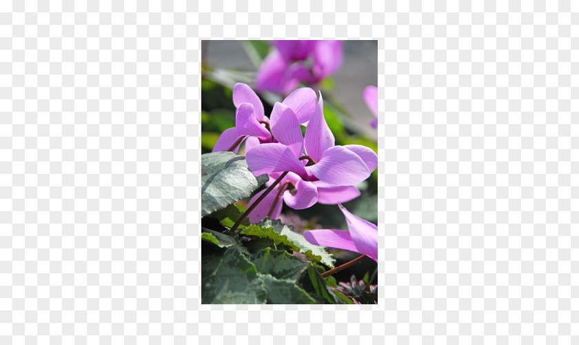 Bulb Cyclamen Cilicium Ivy-leaved Coum Gardening PNG