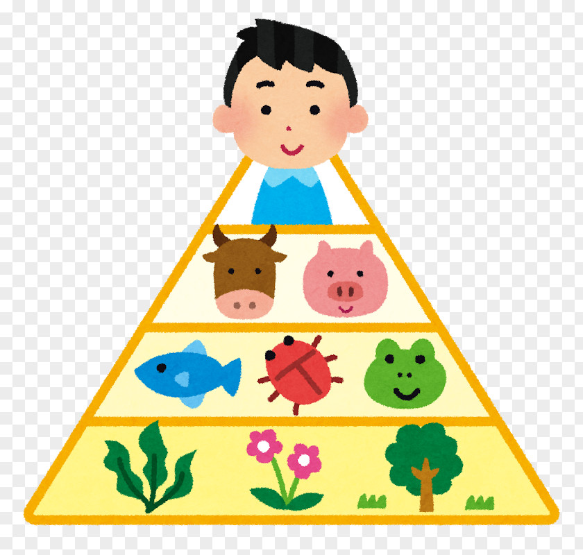 Food Pyramid Chain Nutrient Eating Organism PNG