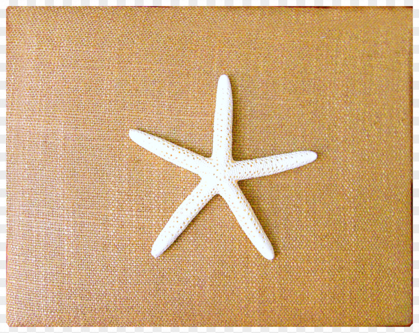 Starfish Wood /m/083vt PNG
