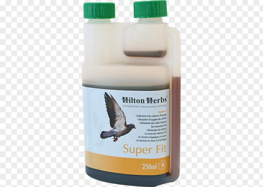 Pigeon Voyageur Columbidae Homing Bird Racing Homer Dietary Supplement PNG