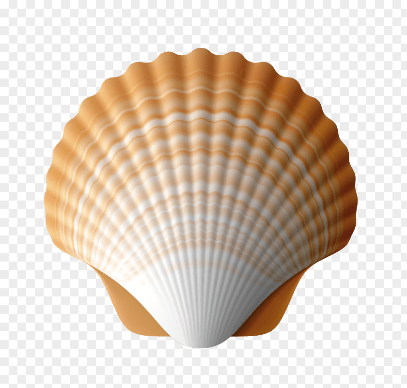 Seashell Stock Photography Camino De Santiago Sales Getty Images PNG