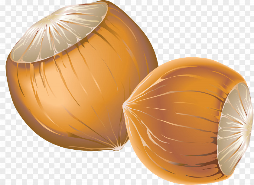 Artichokes Hazelnut Acorn Nucule Clip Art PNG