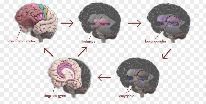 Brain Obsessive–compulsive Disorder Scrupulosity Compulsive Behavior Amygdala PNG