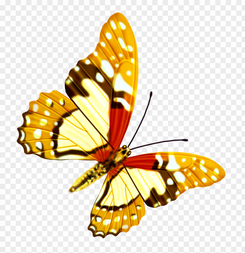 Butterfly PNG