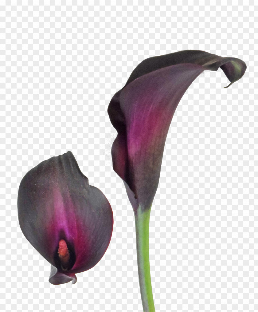 Callalily Arum-lily Tiger Lily Bulb Flower PNG