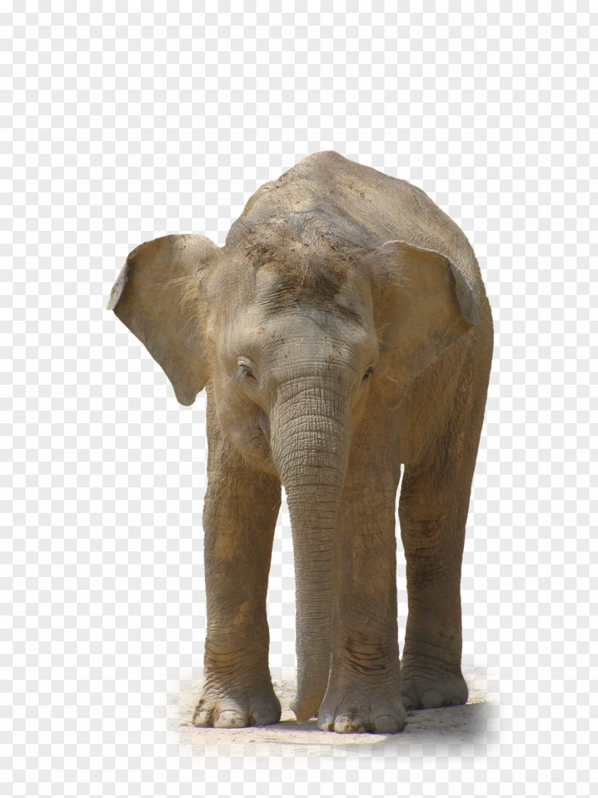 Huge Elephant African Forest Indian Clip Art PNG
