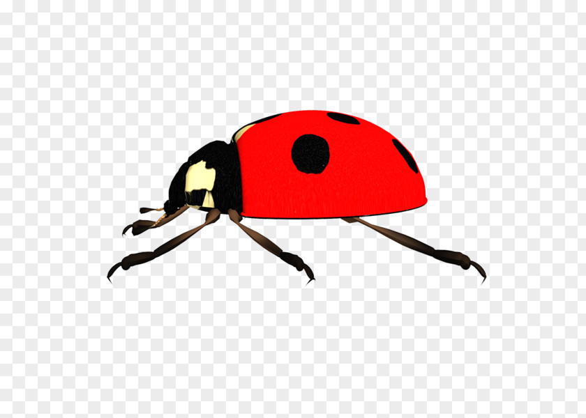 Mariquitas Ladybird Beetle Clip Art PNG