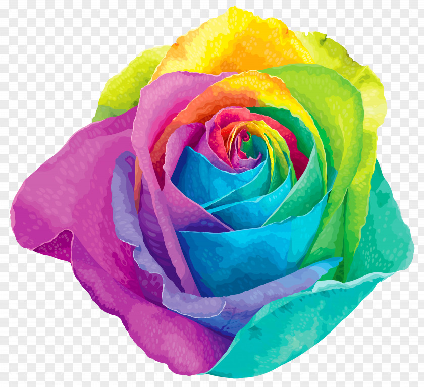 Multicolored Rainbow Rose Transparent Clip Art Image Flower PNG