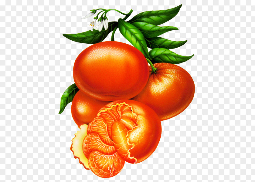 Orange Plum Tomato Mandarin Decoupage Illustration PNG