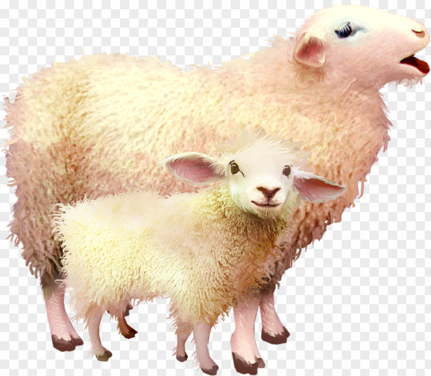 Sheep Sheep–goat Hybrid Clip Art PNG