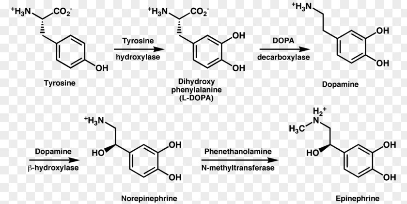 Tyrosine Hydroxylase Dopamine Metabolism Phenylalanine PNG