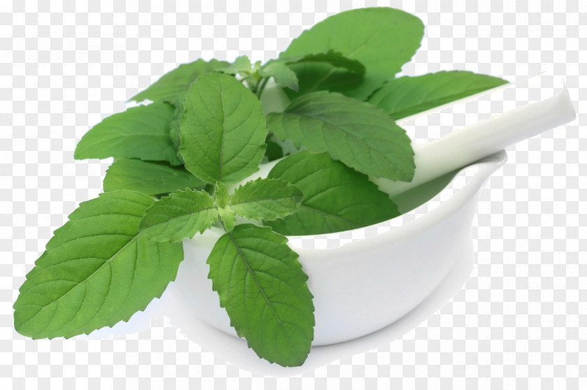 Basil Thai Cuisine Holy Herb PNG