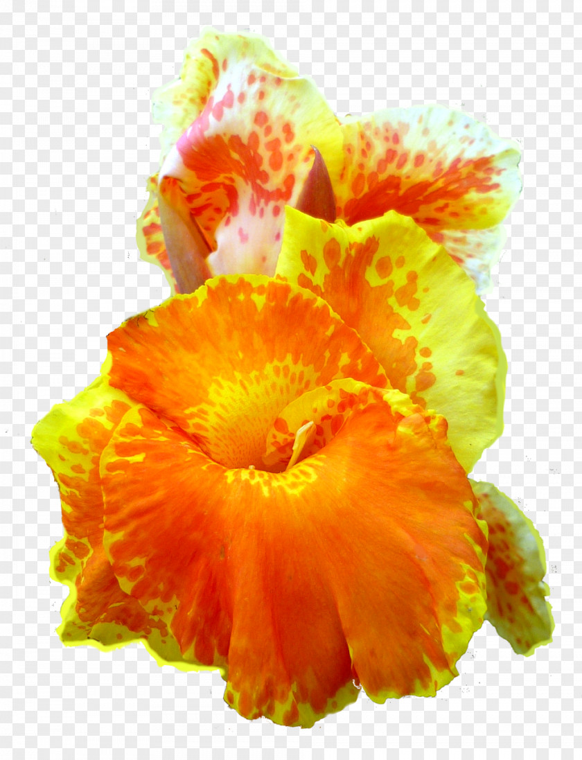 Orange Flower Canna Indica Petal Clip Art PNG