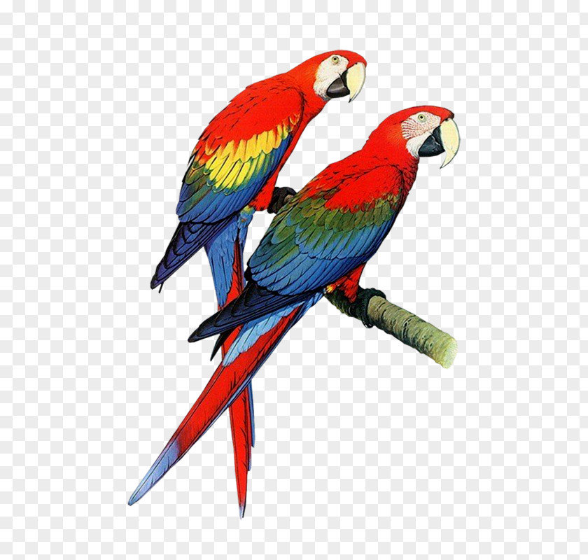 Parrot Bird Pet Clip Art PNG