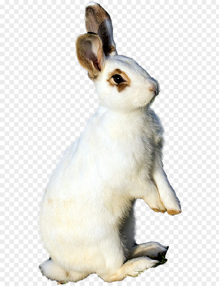 Rabbit Hare Domestic Pet PNG