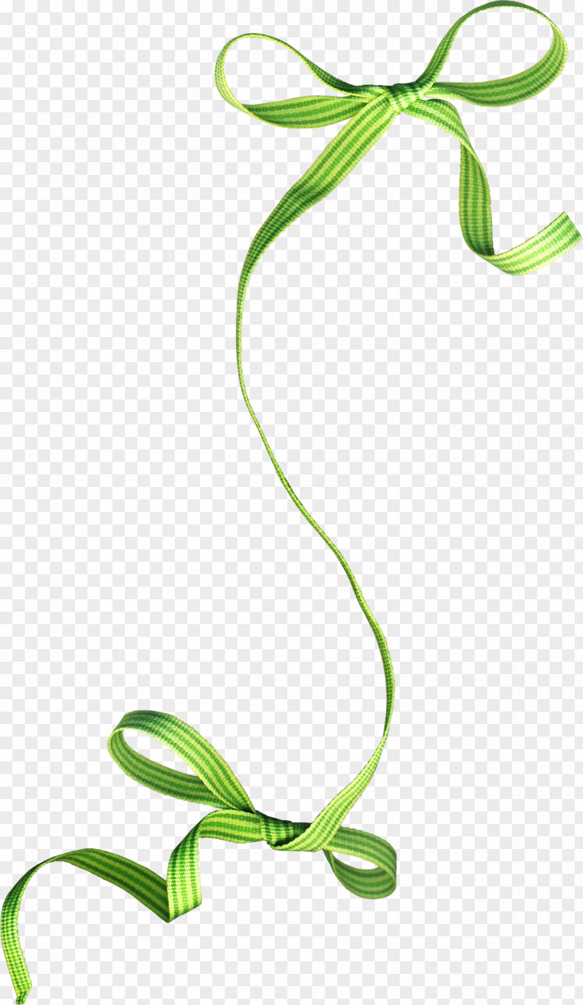 Ribbon Photography Shoelace Knot Clip Art PNG