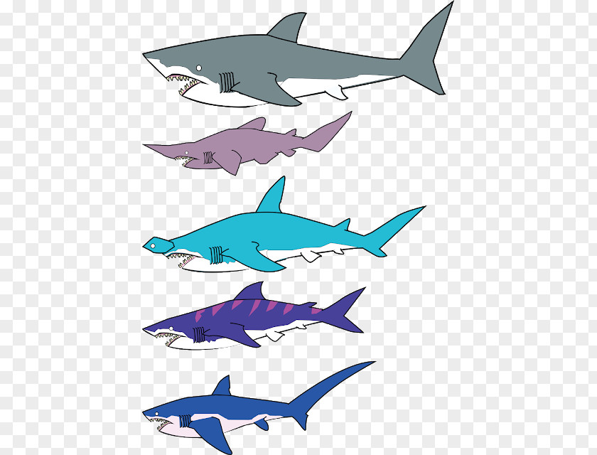 Squaliformes All About Sharks Shark Fin Soup Great White Clip Art PNG