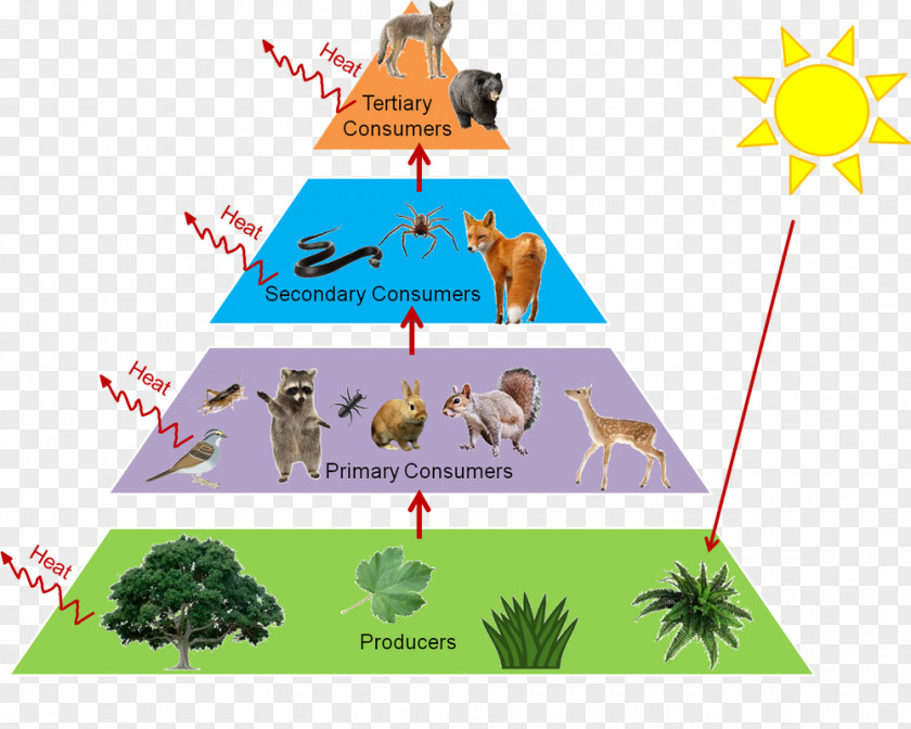 Forests Clipart Trophic Level Food Web Chain Ecological Pyramid Ecology PNG