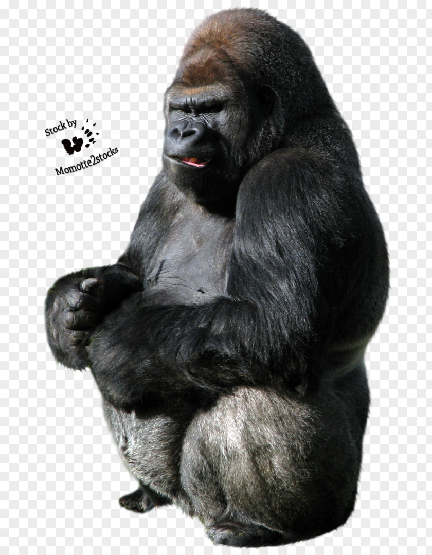 Gorilla Clip Art PNG