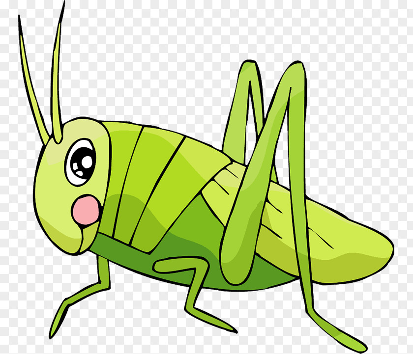 Grasshopper Insect Locust Cartoon Clip Art PNG